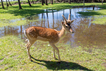 Two young deer in a sunlit forest in a park. Spring sunny day.