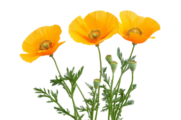 High-resolution yellow buttercup flowers PNG cutout with transparent background for versatile botanical designs, floral overlays, wedding invitations, greeting cards, and digital graphic projects
