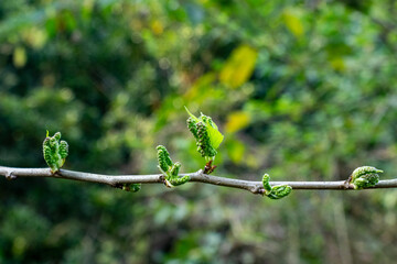 Mulberry a close up tree branch in early spring tiny, green fruits