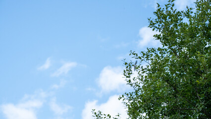 Blue Sky Tree Branch Natural Cloudscape Outdoor Light Calm Air Environment Tranquil View Nature Peace