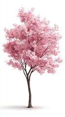 A solitary cherry blossom tree in full bloom with vibrant pink flowers against a white background.