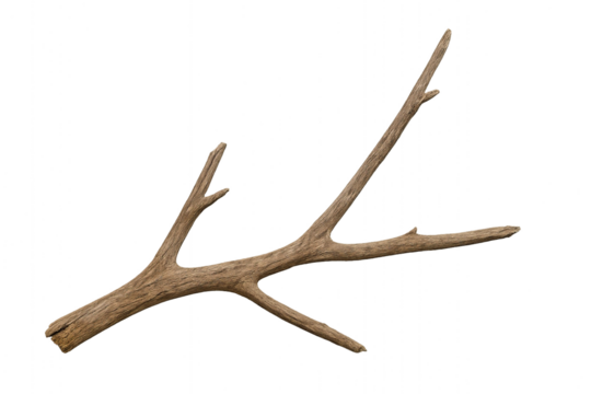 Dry tree branch with multiple twigs, isolated on a white background, showing natural wooden texture and rugged form, ideal for design elements, nature crafts, forest themes, or seasonal compositions.
