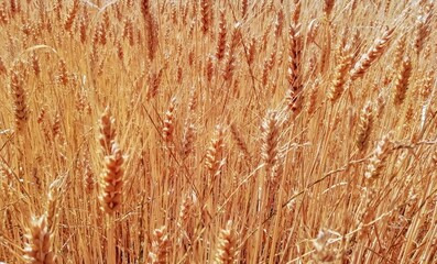 ears of wheat