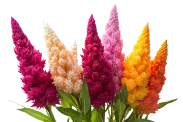 High-resolution Celosia flower bouquet PNG with transparent background for seamless botanical cutouts, design overlays, wedding invitations, greeting cards, and vibrant floral artwork