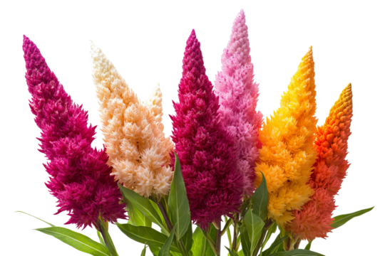 High-resolution Celosia flower bouquet PNG with transparent background for seamless botanical cutouts, design overlays, wedding invitations, greeting cards, and vibrant floral artwork
