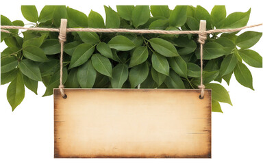 wooden photo frame with green leaves on transparent background