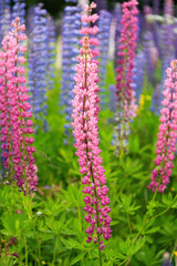 Colorful flowers on the meadow
