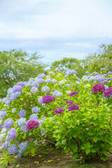初夏の空と咲き誇る紫陽花の花々