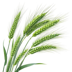 Fototapeta premium Freshly grown green wheat ears stand tall, symbolizing the promise of a bountiful harvest in nature's verdant fields