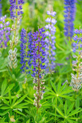 Colorful flowers on the meadow