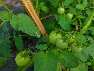 Young tomatoes are green on the plant stem.
Water drops indicate a fresh atmosphere. The background...