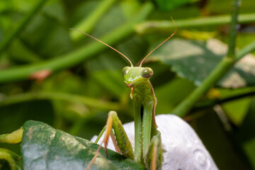 Green praying mantis
