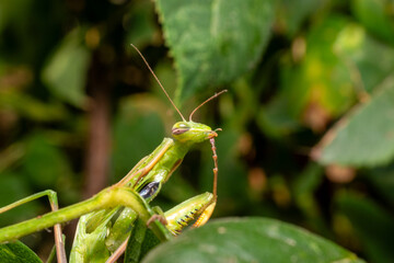 Green praying mantis