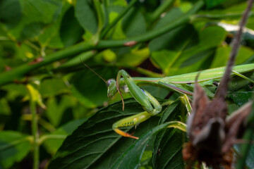 Naklejka premium Green praying mantis