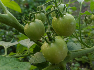 Young tomatoes are green on the plant stem.
Water drops indicate a fresh atmosphere. The background is filled with green leaves which adds a natural and lush impression.