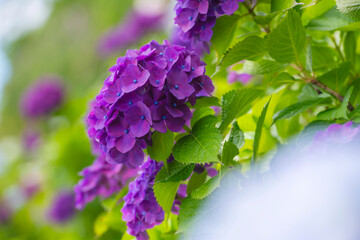梅雨の季節を彩る紫色のあじさい