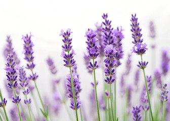 Naklejka premium fragrant lavender flowers in full bloom isolated on white background