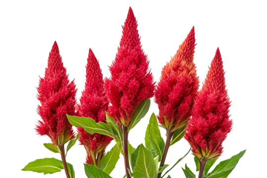 High-resolution Celosia flower bouquet PNG with transparent background for seamless botanical cutouts, design overlays, wedding invitations, greeting cards, and vibrant floral artwork - Powered by Adobe