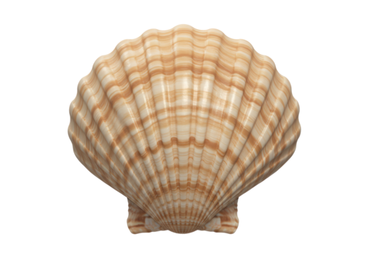 Isolated Scallop Seashell with Natural Stripes