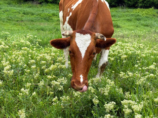 Cow grazing in the meadow.