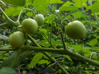 Young tomatoes are green on the plant stem.
Water drops indicate a fresh atmosphere. The background...