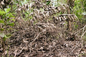 Massive Trees Being Cut Down – Shocking Look at Deforestation and Forest Destruction. Cutting...