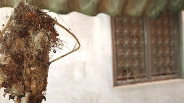 Indian sunbird (spiderhunter) nest