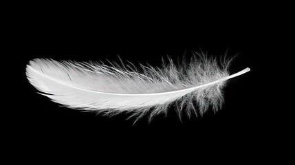 Obraz premium Feather on Black