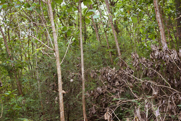 Resilient Plants Struggling to Grow in Arid, Dry Soil Conditions – A Glimpse Into Nature’s Battle for Survival. Drought-Tolerant Plants Attempting to Establish Roots in Cracked, Barren Soil Landscape
