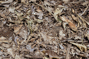 Resilient Plants Struggling to Grow in Arid, Dry Soil Conditions – A Glimpse Into Nature’s Battle for Survival. Drought-Tolerant Plants Attempting to Establish Roots in Cracked, Barren Soil Landscape