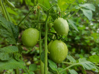 Young tomatoes are green on the plant stem.
Water drops indicate a fresh atmosphere. The background...