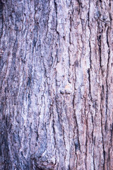 Close-Up Background View of the Textured Bark of a Large, Ancient Tree in Natural Light. Detailed Surface of a Thick Tree Trunk Showing Rugged Bark Texture in a Forest. Perfect for Nature Backgrounds