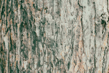 Obraz premium Close-Up Background View of the Textured Bark of a Large, Ancient Tree in Natural Light. Detailed Surface of a Thick Tree Trunk Showing Rugged Bark Texture in a Forest. Perfect for Nature Backgrounds