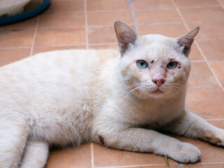 Strong male alpha stray cat with scars and wound.