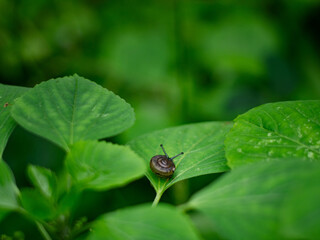 Tiny small snail on fresh green leaf in garden.