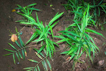 Ginger Plant Growing in Natural Garden Environment – Fresh Green Ginger Leaves and Root System Visible. Lush Green Ginger Plant in a Tropical Backyard Garden – Organic Ginger Cultivation Close-Up