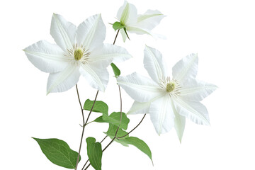 Fototapeta premium High-resolution clematis flower cluster png on transparent background, isolated botanical cutout ideal for floral design overlays, wedding invitations, scrapbooking, and digital artwork