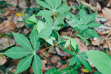 Shows a cluster of variegated green and cream-colored leaves. The plant appears bushy and healthy, with a mix of leaf patterns. Some leaves are tinged with pink or light red, new growth small plants