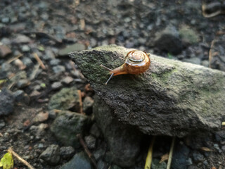 Macro Bush Snail or Bradybaena similaris which is often found around the yard or garden.
Usually...