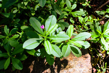 Shows a cluster of variegated green and cream-colored leaves. The plant appears bushy and healthy, with a mix of leaf patterns. Some leaves are tinged with pink or light red, new growth small plants