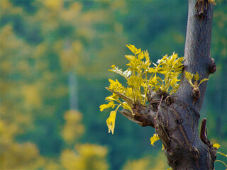 autumn leaves in the forest