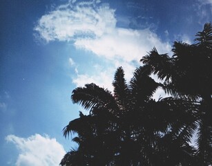 Palm Tree Leaves Silhouetted Against Bright Blue Sky with Clouds