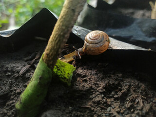 Macro Bush Snail or Bradybaena similaris which is often found around the yard or garden.
Usually...