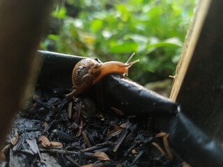 Macro Bush Snail or Bradybaena similaris which is often found around the yard or garden.
Usually...