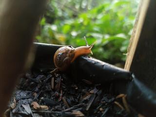 Macro Bush Snail or Bradybaena similaris which is often found around the yard or garden.
Usually...