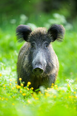Wild boar portrait in the blossoming meadow