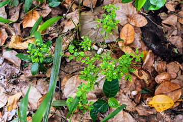 Shows a cluster of variegated green and cream-colored leaves. The plant appears bushy and healthy, with a mix of leaf patterns. Some leaves are tinged with pink or light red, new growth small plants