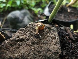 Macro Bush Snail or Bradybaena similaris which is often found around the yard or garden.
Usually...