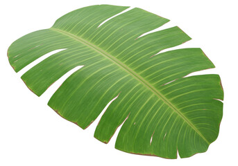 Isolated Large Green Banana Leaf with Visible Veins