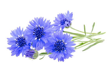 Vibrant blue cornflower blossom cluster isolated on transparent background — high-resolution PNG botanical cutout ideal for floral overlays, wedding invitations, scrapbooking, and elegant nature